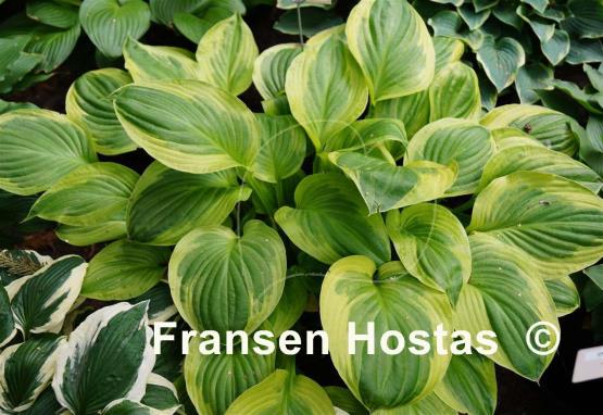 Hosta Last Dance